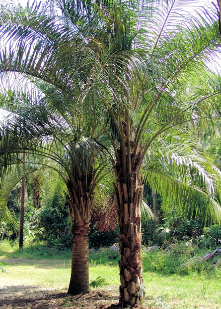Tropical Palms: Coconut Queen Palm - Large