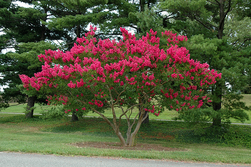 Stunning Shade Trees Lagestromia 4 Colors