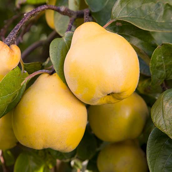 Exotic Fruit Trees: Quince Fruit Tree - Oversize
