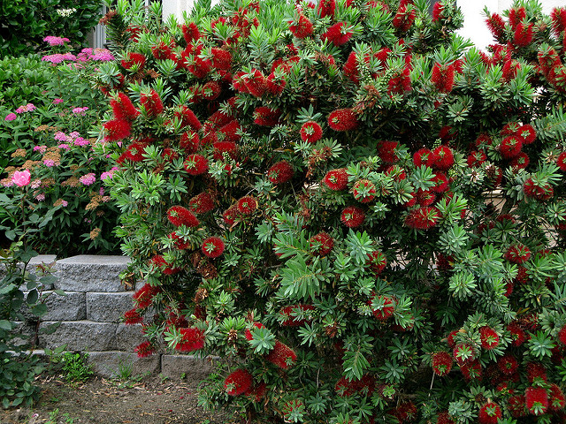 Dwarf Bottlebrush