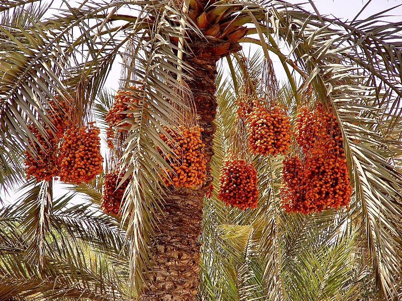 Canary Date Palm Discount Supplier, Save 53% | jlcatj.gob.mx