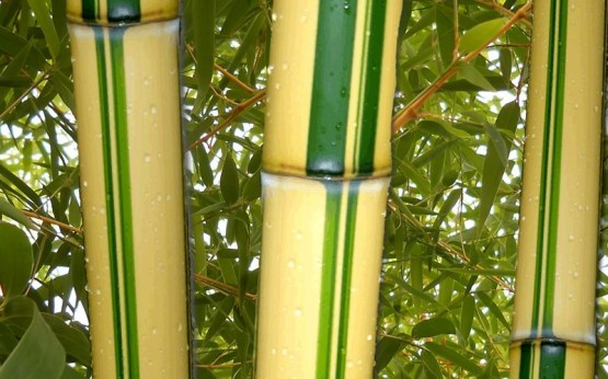 12314-Green-Stripe-Vivax-Bamboo