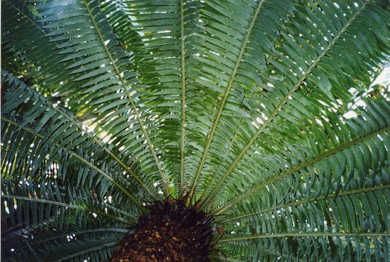800px-Cycad_leaves_semicircle