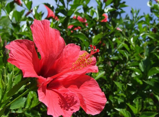 Hedge-hibiscus-1
