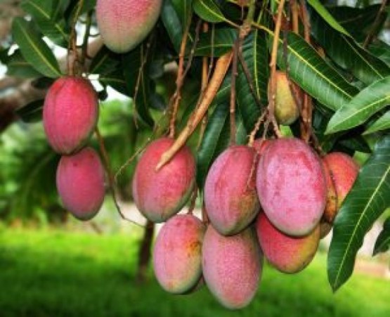 Mango-Tree