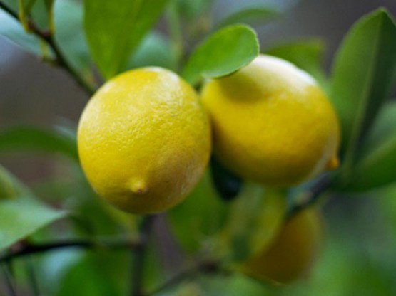 Meyer-Lemon