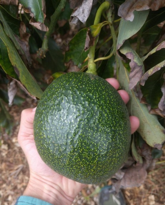 Reed-avocado-big-fruit