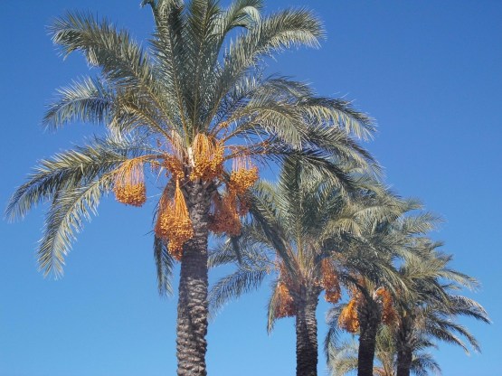 date-palms
