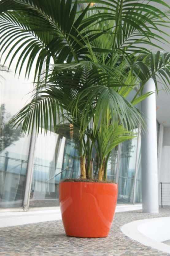 kentia-palm-indoor-house-plants