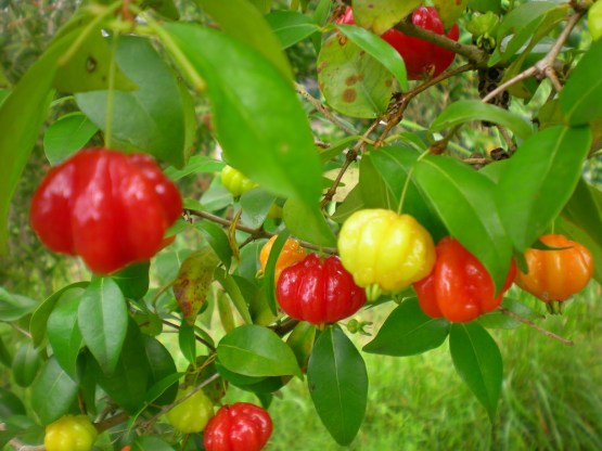 surinam-cherry