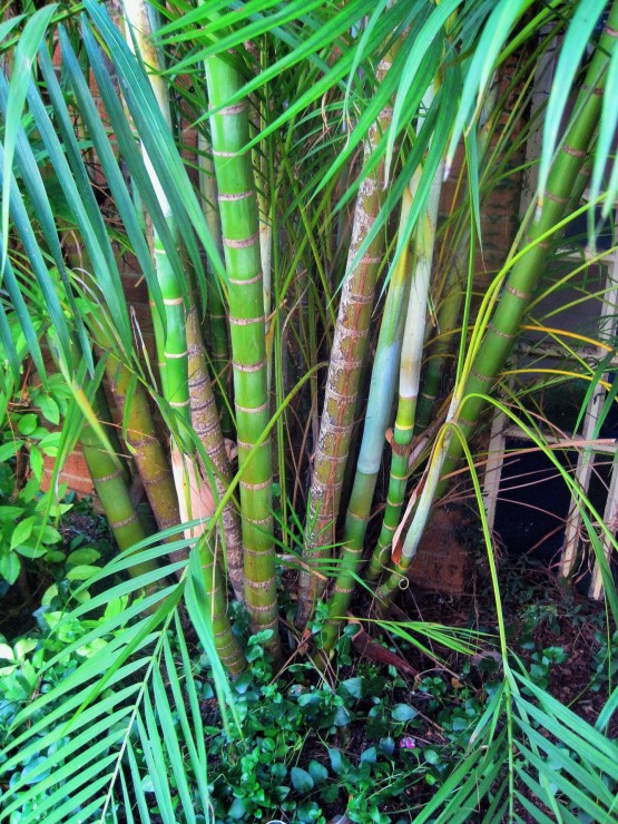 type-of-bamboo-palm