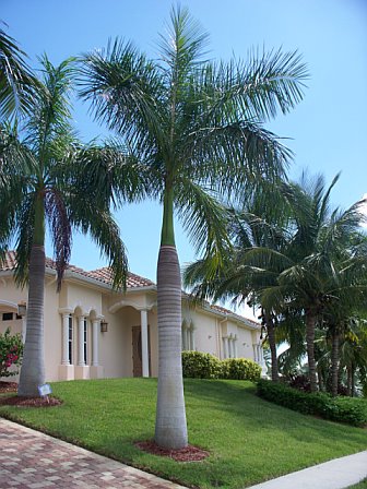 tropical palm trees landscape